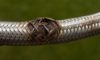 Emergency Plumber Tips for Burst Pipes and Flexi Hoses