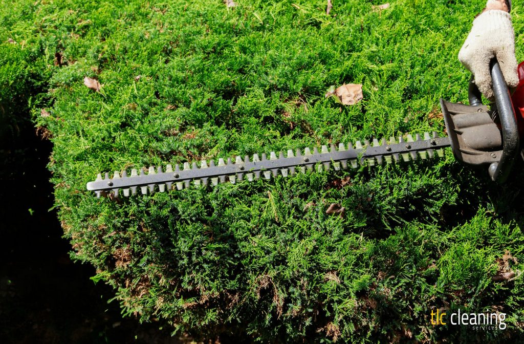 Hedge Trimming Tips to Enhance Your West Coker Garden