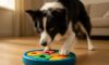 Border Collie Mental Stimulation: Engaging Tips to Try