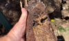 Clay Soil’s Effect on Caboolture’s Plumbing Systems
