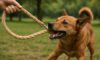 Hemp Leashes for Dogs: Explore Durable and Strong Choices