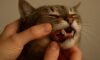 Teeth Brushing Kits for Cats: Key Oral Care Tips
