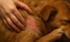 Flea Control for Pets: Essential Autumn Prevention Tips
