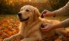 Flea Control for Pets: Key Autumn Prevention Tips